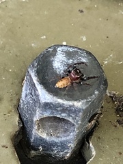 Opisthoncus nigrofemoratus