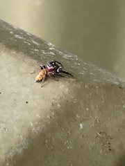 Opisthoncus nigrofemoratus