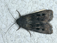 Agrotis infusa