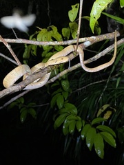 Corallus hortulana
