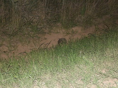 Chaetophractus villosus