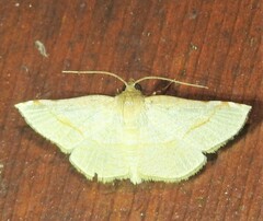 Addaea subtessellata