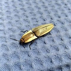 Chalcolepidius limbatus
