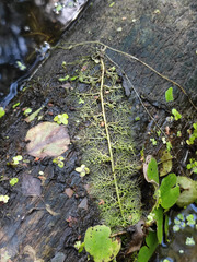 Utricularia australis