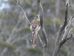 Anthochaera paradoxa