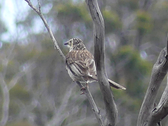 Anthochaera paradoxa