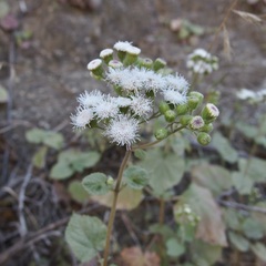 Ageratina viscosissima