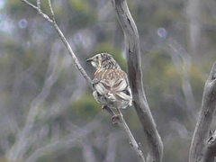 Anthochaera paradoxa