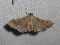 Omiodes barcalis