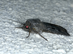 Agrotis infusa