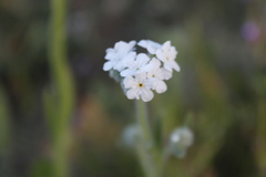Cryptantha muricata