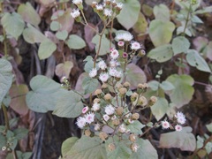 Ageratina viscosissima