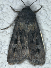 Agrotis infusa