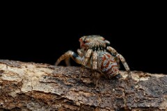 Euryattus