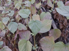 Ageratina viscosissima