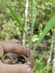 Pilosella onegensis