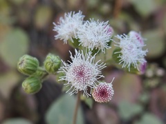 Ageratina viscosissima