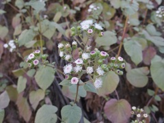 Ageratina viscosissima
