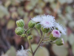 Ageratina viscosissima