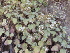 Ageratina viscosissima