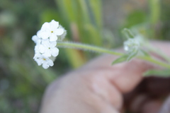 Cryptantha muricata