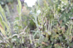 Cryptantha muricata