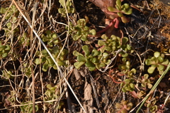 Sedum oreganum