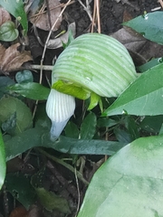 Arisaema ringens