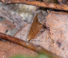 Torodora