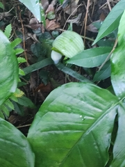 Arisaema ringens