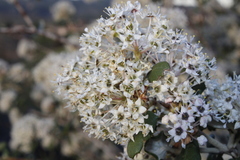 Ceanothus crassifolius