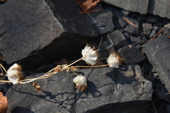 Trifolium cyathiferum