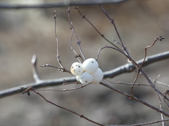 Symphoricarpos albus