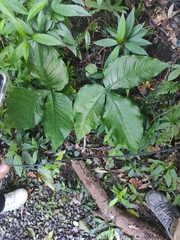 Arisaema ringens