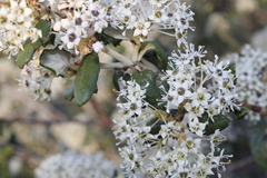 Ceanothus crassifolius