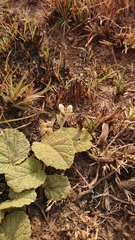 Hermannia transvaalensis