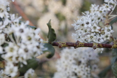 Ceanothus crassifolius