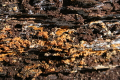 Botryobasidium simile