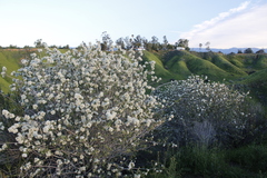 Ceanothus crassifolius