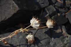 Trifolium cyathiferum