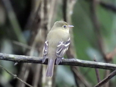Empidonax