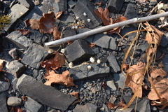 Trifolium cyathiferum