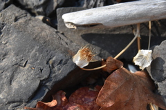 Trifolium cyathiferum