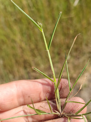 Eragrostis albensis