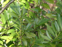 Daphne laureola