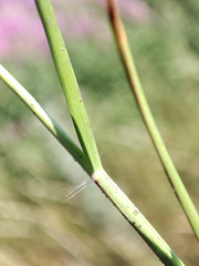 Eragrostis albensis