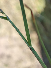 Eragrostis albensis