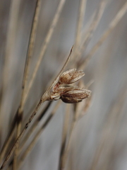 Bulbostylis capillaris