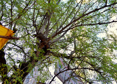 Moringa oleifera