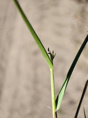 Eragrostis albensis